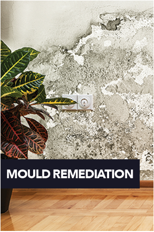 Mould Remediation NQFR